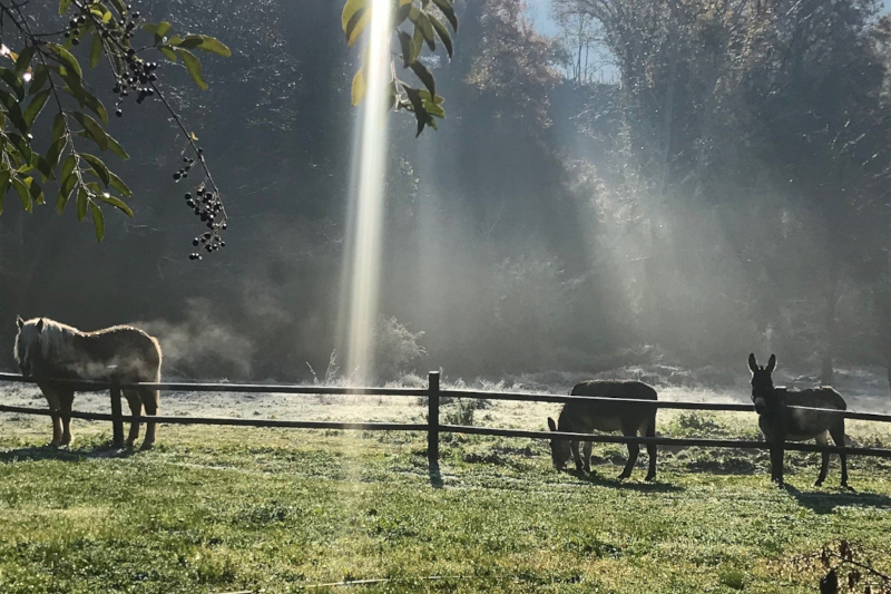 Animals on our pasture