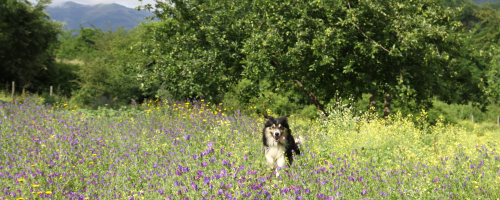 Villa Rigacci Reggello