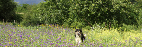 Villa Rigacci Reggello